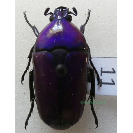 Chlorocala africana oertzeni Kolbe, 1895 ex. ovo Tanzania11